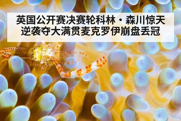 英国公开赛决赛轮科林·森川惊天逆袭夺大满贯麦克罗伊崩盘丢冠